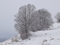 2018-01-13 M. Orsello 072